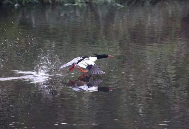 冰天雪地里的精神之旅！穿行敦化红色廊道，每一站都藏着惊喜