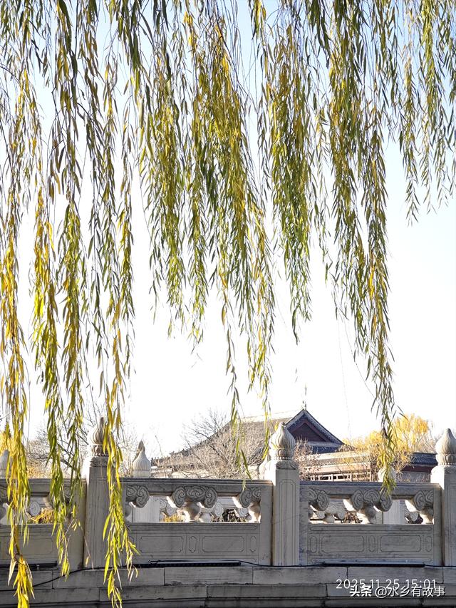 金柳，最后的一抹秋色