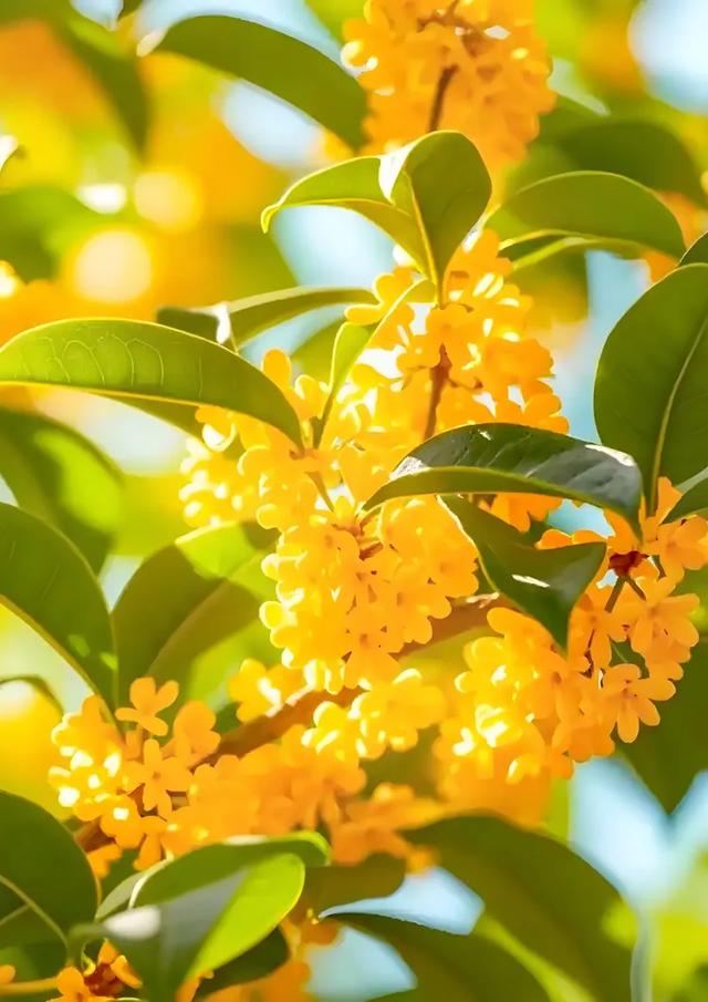 甘海斌：咏花诗词五首