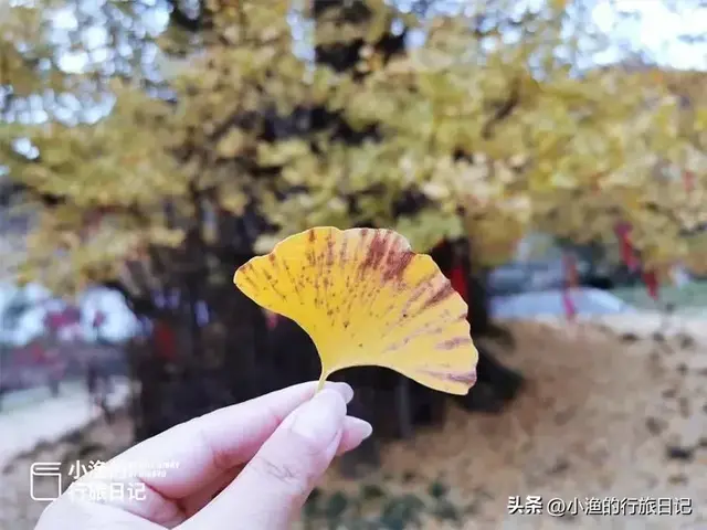 陕南秦岭自驾，这条赏秋秘境小环线，色彩浓度超标！太过瘾