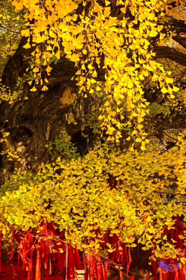 顶流“约会”，主角2500岁 ！潍坊安丘城顶山！