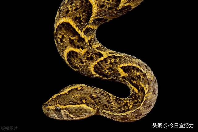 做梦梦到蛇是什么征兆
