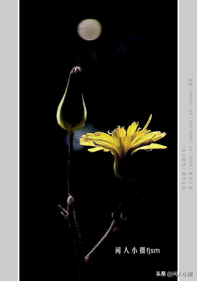 聊手机摄影（85）手机摄影用光入门须掌握，极具表现力的逆光摄影