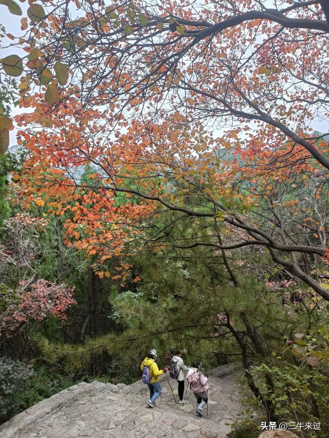无为在歧路，济南红叶谷