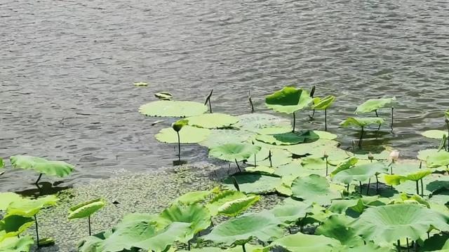 大美泌阳系列之菌都公园：荷香逸韵 秋染园景