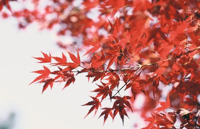 江阴版“西红柿炒蛋”，上线了！