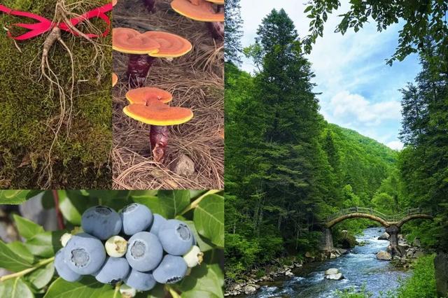 从险途到通途，中交集团以科技匠心激活东北振兴新动脉