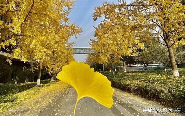 天府软件园银杏黄了！除了网红树，绝美风景即将上线