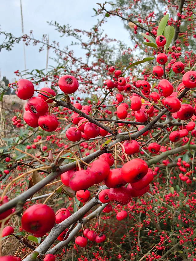 成都秋冬徒步NO.1，这是我见过最美的山脊线，1h可达亲子友好！