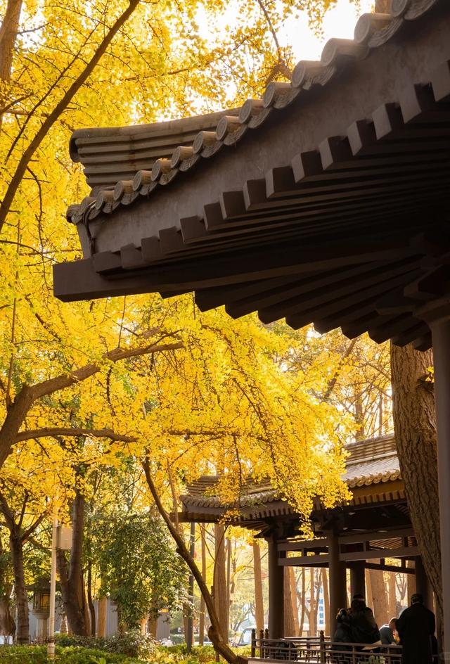 西安周末游丨这8个免费赏银杏叶好去处