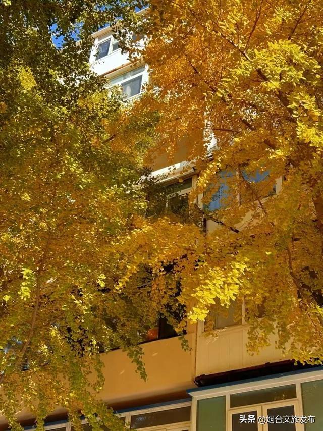 【乐游烟台】现在就冲！烟台这几处街景美到开挂