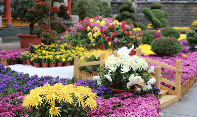 重阳节，在临沂这样过——9.9元景区特惠、赏菊、登高、祈福……