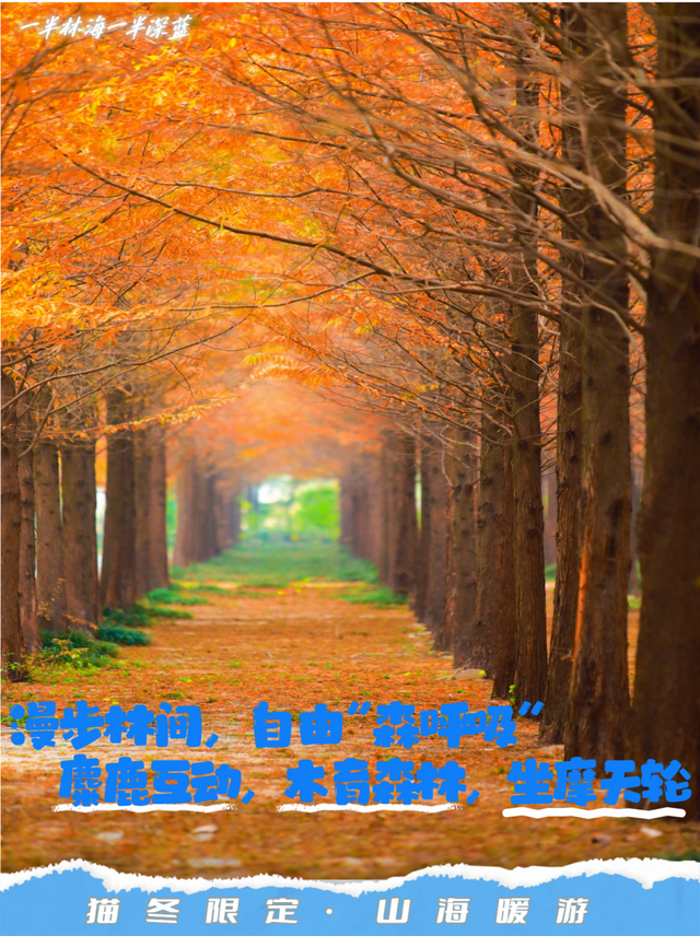 冬游山海天，全攻略来了！