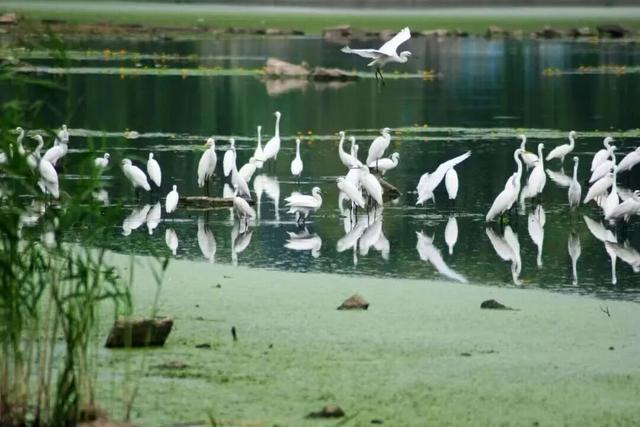 有一种烟火气叫“罗庄大集”，「美食+美景」全攻略