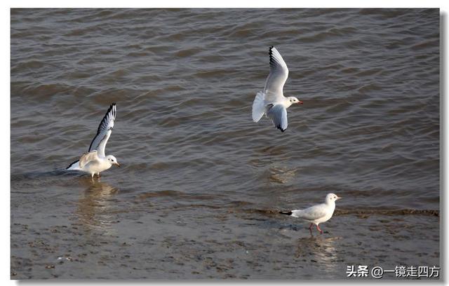 漫步丹东鸭绿江畔，可以隔江望见对岸的朝鲜