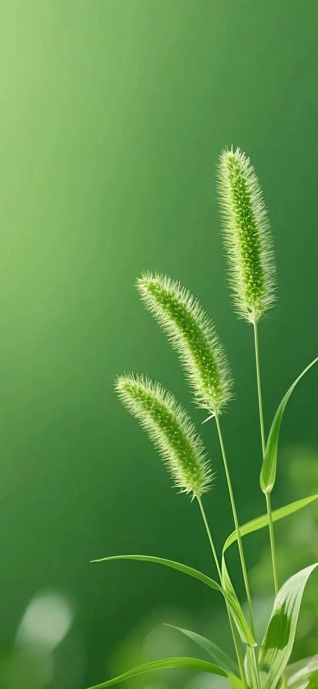 【治愈壁纸】绿色绝美壁纸,养眼