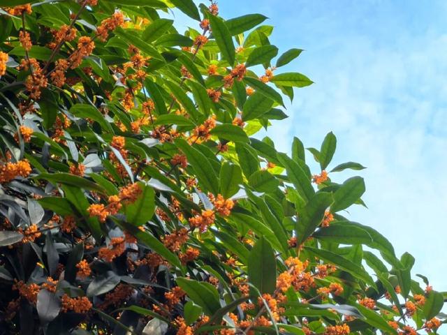 轨道直达，重庆最佳赏桂花的地点安排好了→