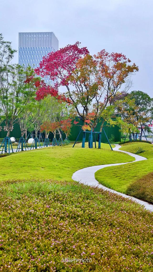 天府大道 乌桕已红透半边天