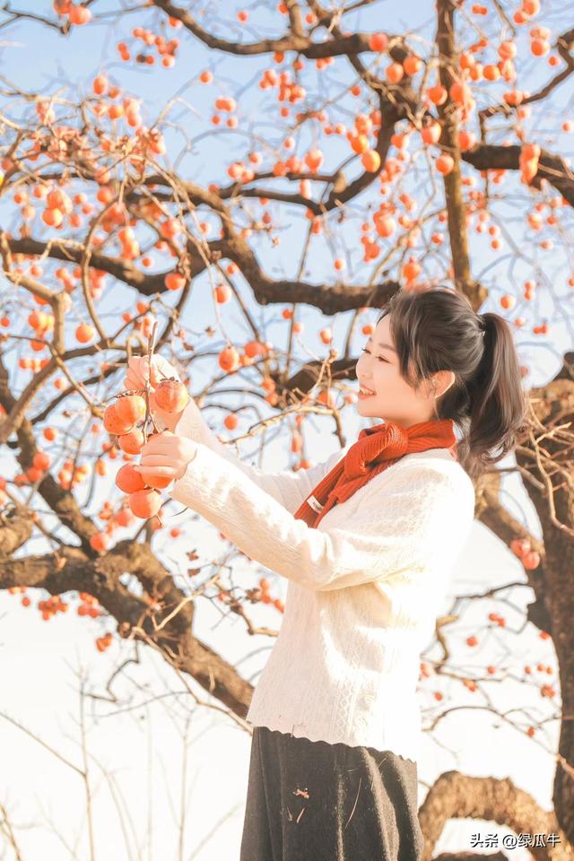 有人说，不就是个彬州烂怂柿子，有啥好拍！