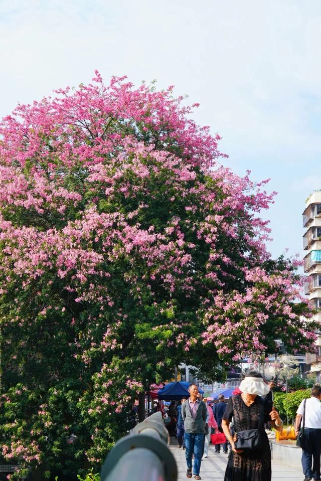 冬天到攀枝花晒太阳是定律来的！