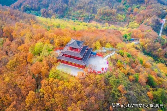 从水杉红到锁情台，每一步都踩在秋的调色盘上|九真山秋游全攻略