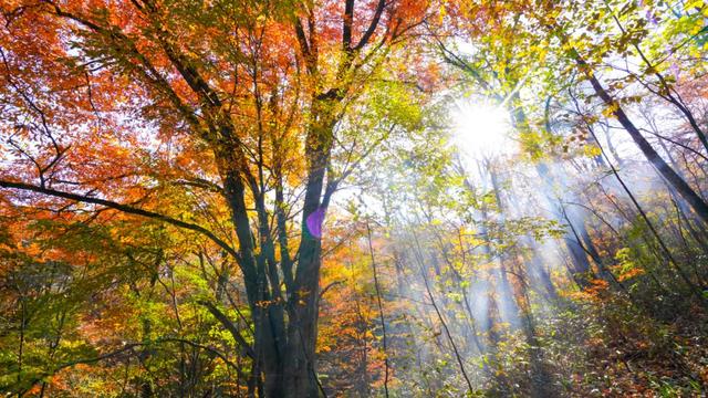 赏秋正当时！自驾来汉中，赴一场秋日视觉盛宴~