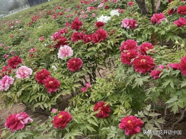 菏泽冠宇牡丹园：从“小种植园”到“大产业圈”的3A巨变