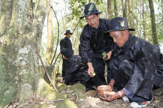 探秘“三遗产” | 一片森林与民族文化的交融共生