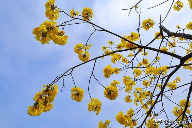 春日限定！贵港这条街道秒变“黄金大道”，落花成景美哭了！