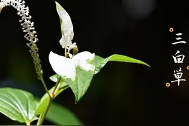 抗癌药草∶俗称三白草，“白叶、白根、白花”，溪边沟地常遇见图片