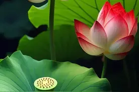 当别人夸赞你的时候，也是考验你的时候图片