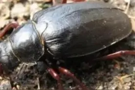 来自山野的美食—“山水牛”，您吃过吗？图片