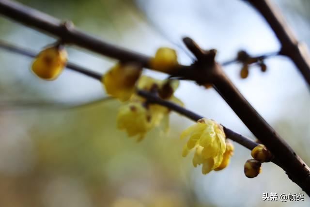 “蜡”么美“蜡”么香，上海公园蜡梅绽放即将迎来盛花期