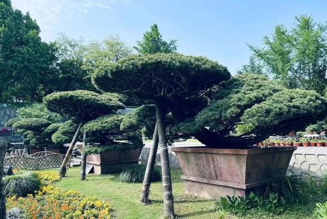 不来趟如皋，怎知这般天地？