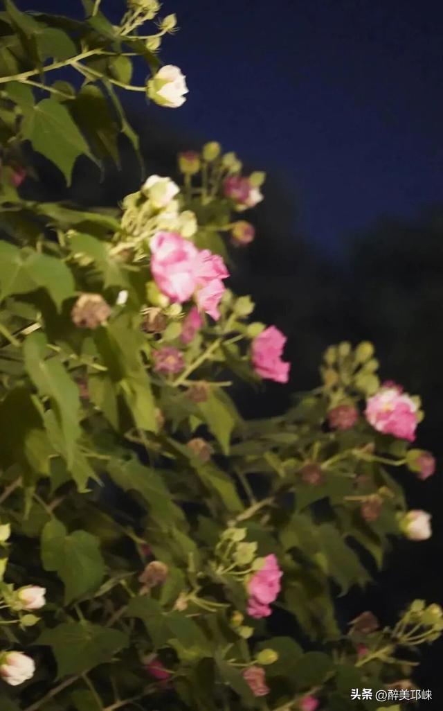 聆听邛崃丨一城芙蓉色，“醉美”是邛崃