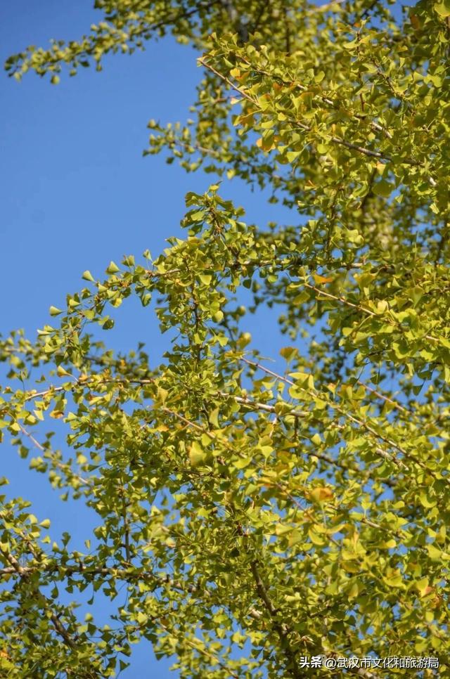 芦花不够看？江滩的银杏已经美疯了！