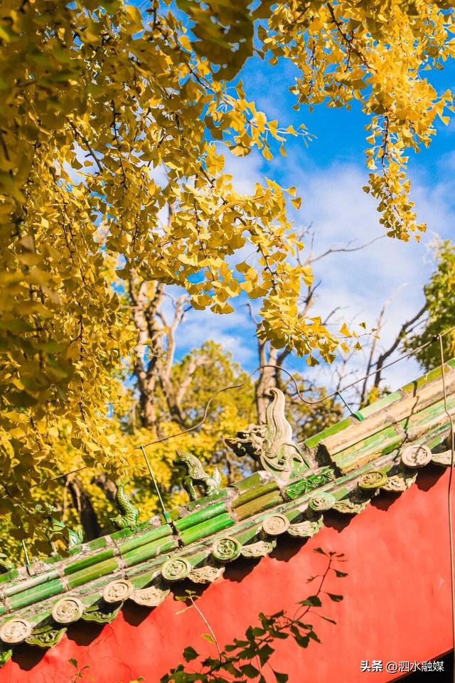 咔嚓🤳！抓住济宁秋天的“小尾巴”~