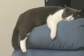 小猫去世前托梦告别，离别真的是有征兆的！图片