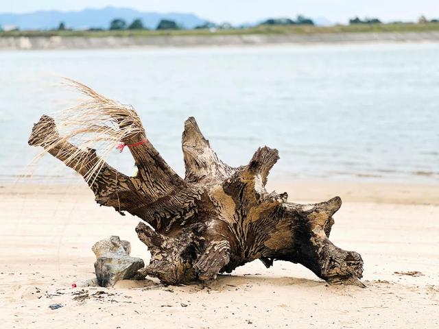 广州出发1天游,广东版的绝美“蓝眼泪”+北江千亩芦苇花盛开