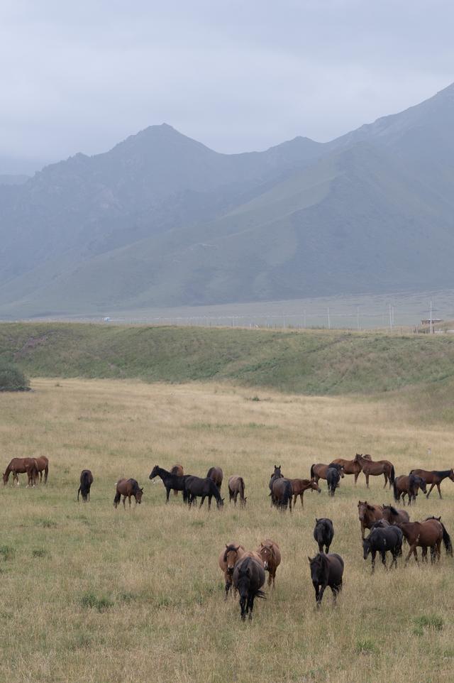 张掖山丹马场——祁连山脚下的大草原