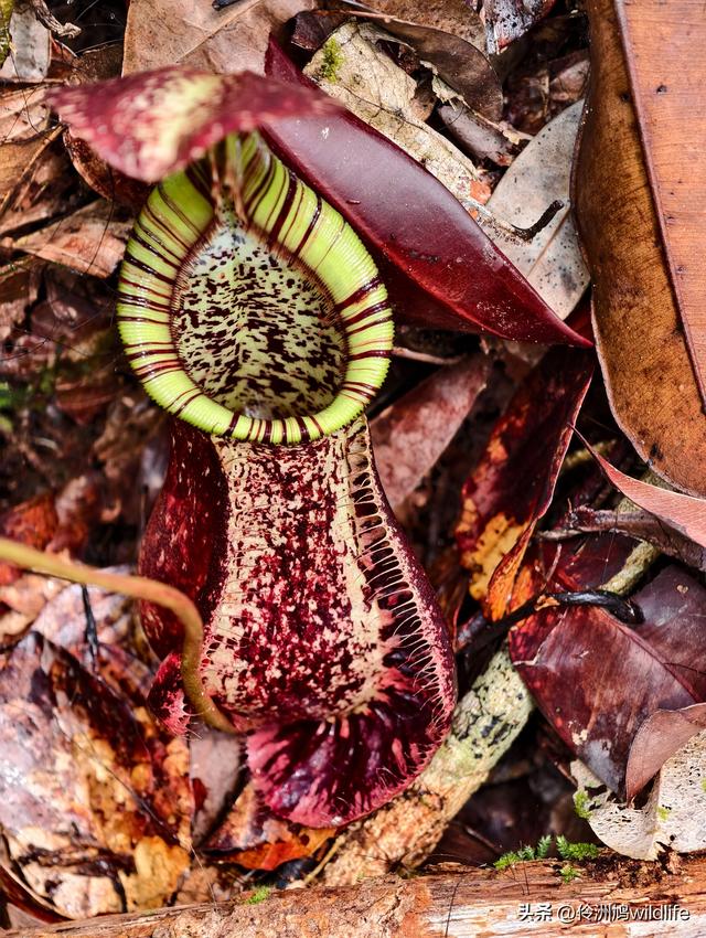 马来西亚(36)砂拉越州⑩峇哥国家公园夜间徒步体验