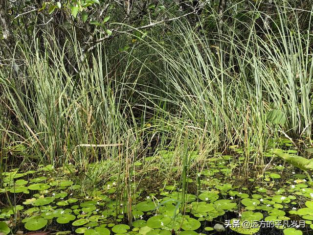 大沼泽地美国国家公园（迈阿密游记三）