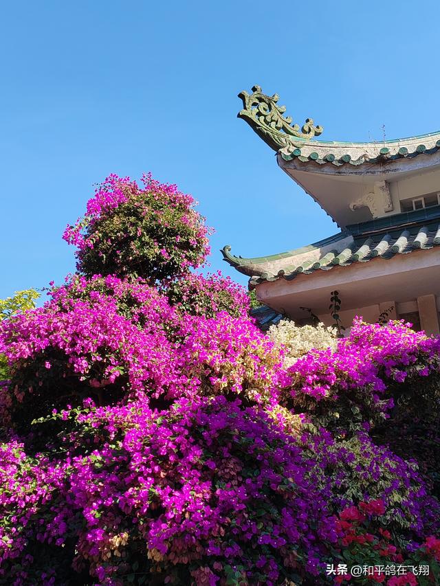 厦门植物园：邂逅自然的绮梦