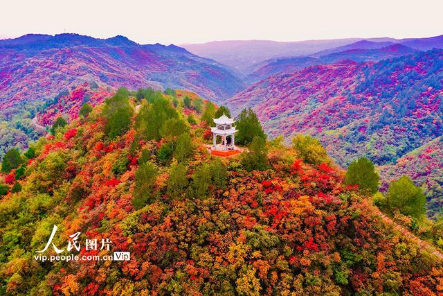 山西平陆：中条山红叶迎来最佳观赏期