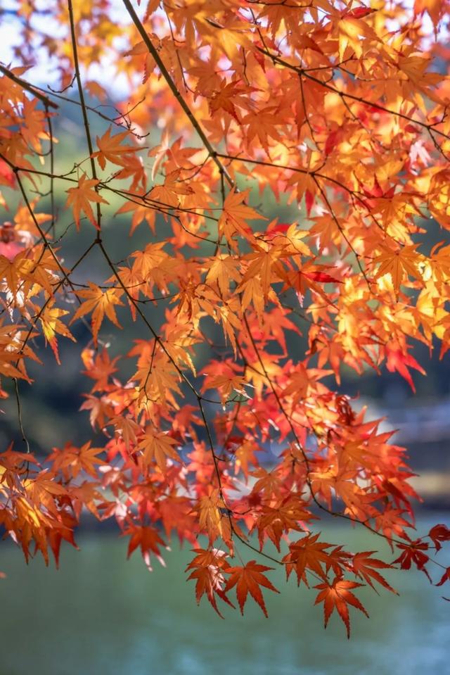 苏州秋天打卡线路推荐→