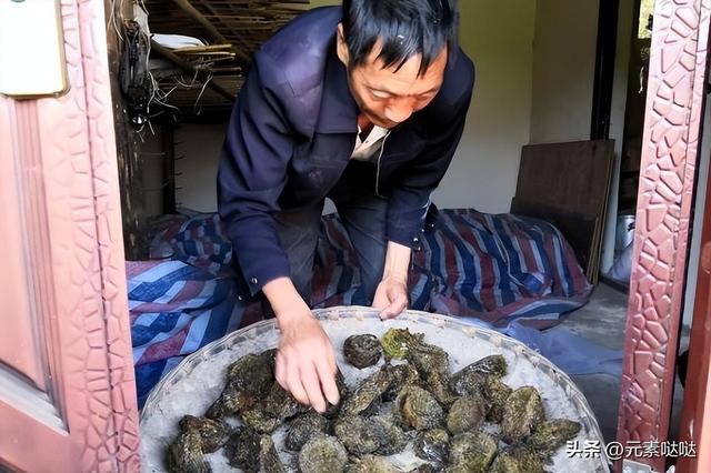 2万6一斤的燕窝怎么来？看四川大叔飞崖取窝，儿子：打死不做这