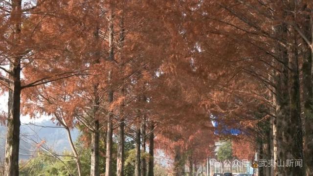 层林尽染诗意浓 水杉美景引客来