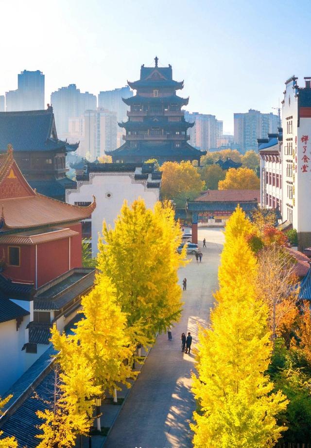 武汉546岁银杏古树换装，汉阳瞬间变秋日梦境 这条线路值得走一遭