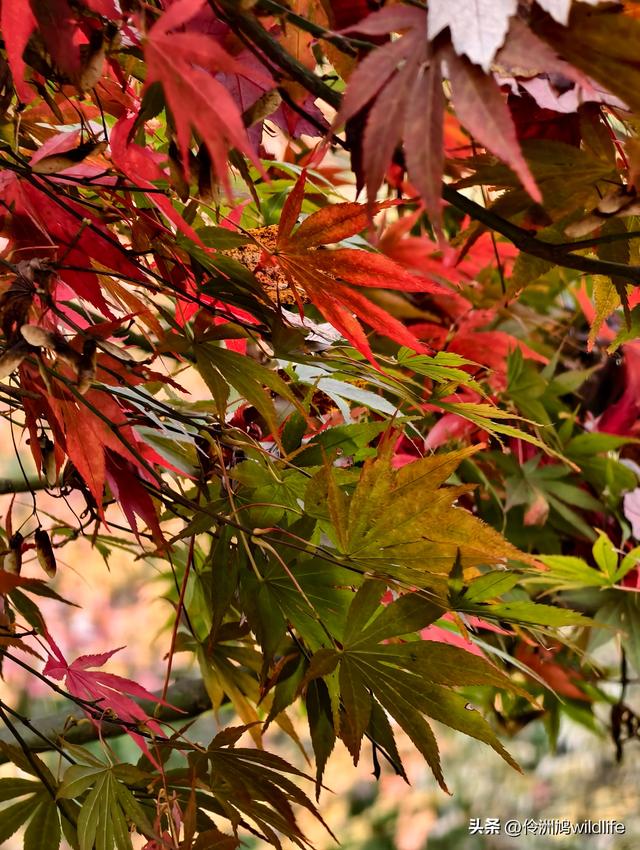 四川行(73)什邡红枫岭徒步到钟鼎寺