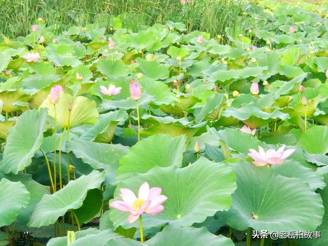 郑州市西流湖公园时下正是赏荷花观芦花的绝佳时候